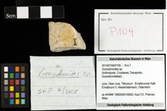 Foto (Objekt + Etiketten) von Goniodromites sp. 